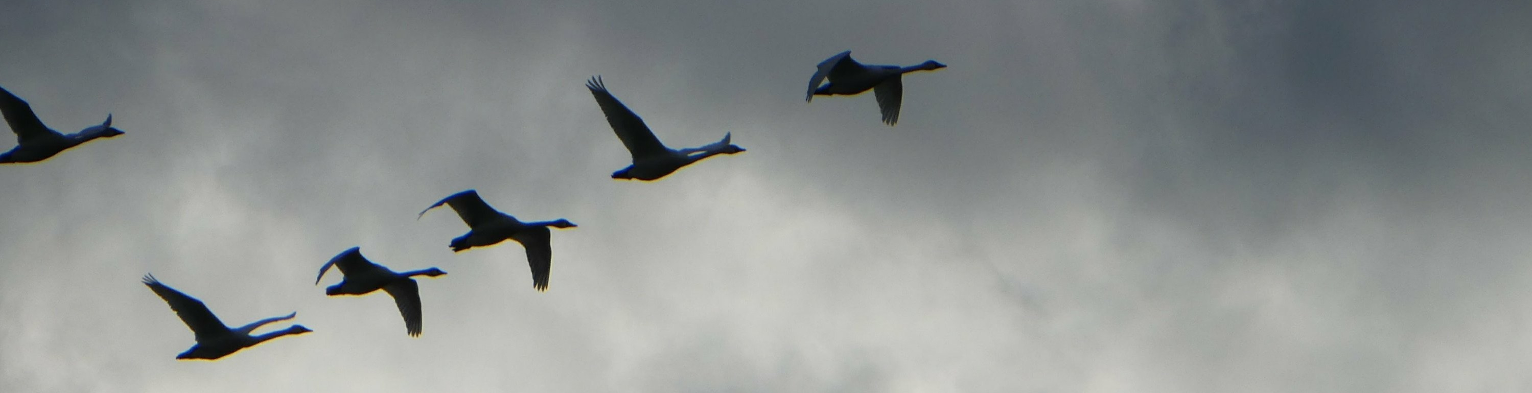 Snow Geese flying over Choteau